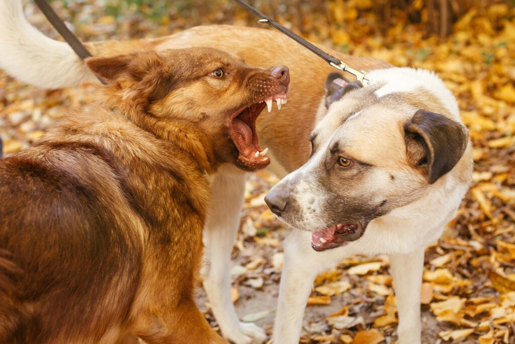 Two leashed dogs are facing each other outdoors amid fallen leaves; one is baring its teeth and growling, hinting at a possible animal attack, while the other looks away. - Ghassemi Law Group Animal Attacks