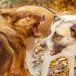 Dog attack accident lawyer in Irvine CA