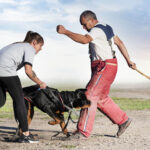 A woman holds a leashed dog as it demonstrates controlled dog bites on a man wearing protective gear and holding sticks during an outdoor training session. - Ghassemi Law Group A woman holds a leashed dog as it demonstrates controlled dog bites on a man wearing protective gear and holding sticks during an outdoor training session