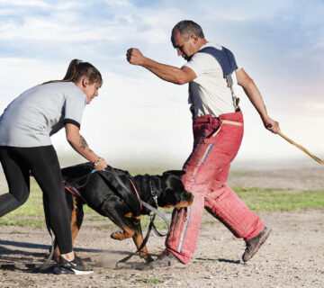 A woman holds a leashed dog as it demonstrates controlled dog bites on a man wearing protective gear and holding sticks during an outdoor training session.