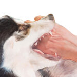 A person’s hand inside an open mouthed dog’s jaws, showing the dog's teeth against a plain white background