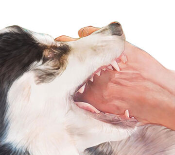 A person’s hand inside an open-mouthed dog’s jaws, showing the dog's teeth against a plain white background