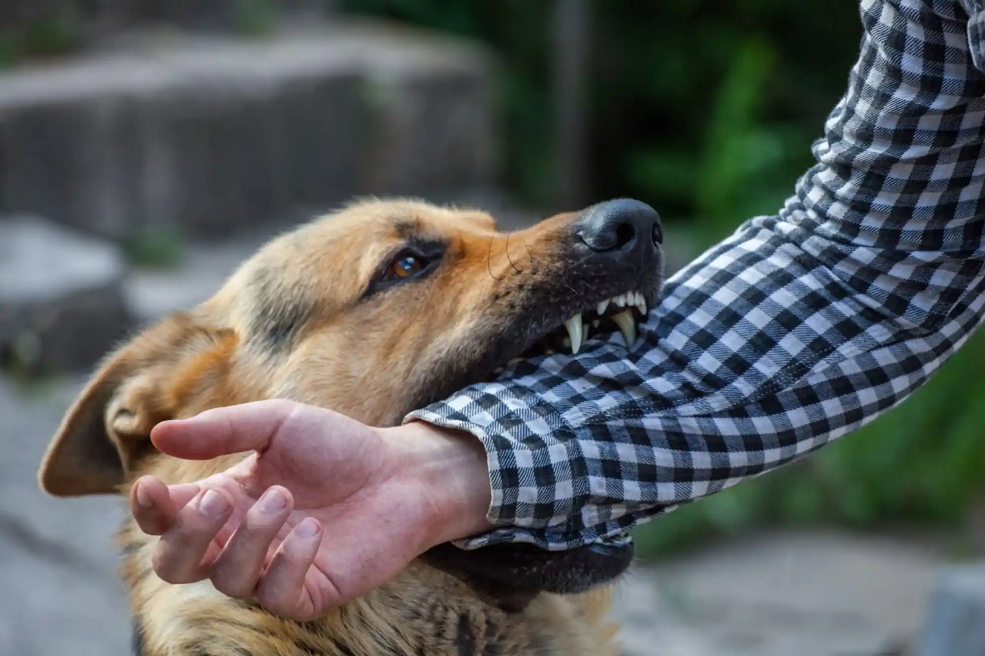 A German Shepherd with bared teeth biting a person’s arm, who is wearing a black and white checkered shirt. - Ghassemi Law Group - Ghassemi Law Group A German Shepherd with bared teeth biting a person’s arm, who is wearing a black and white checkered shirt