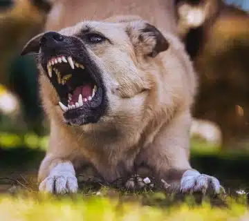 dog bite accident lawyer