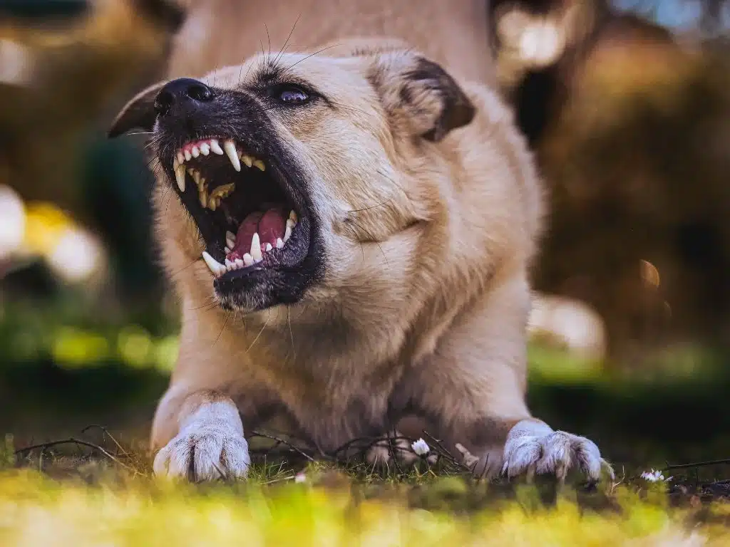 A tan dog crouches on grass with its mouth open, showing its teeth and gums, appearing to snarl or bark aggressively. - Ghassemi Law Group A tan dog crouches on grass with its mouth open, showing its teeth and gums, appearing to snarl or bark aggressively.
