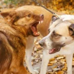Two leashed dogs face each other on a path covered in fallen leaves; one dog is baring its teeth and growling, while the other looks back with its mouth slightly open. - Ghassemi Law Group Two leashed dogs face each other on a path covered in fallen leaves; one dog is baring its teeth and growling, while the other looks back with its mouth slightly open