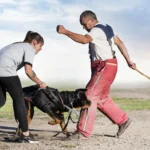 A trainer in padded gear holds a stick while a dog on a leash demonstrates its Dog Bites skills by biting his leg, supervised by a woman, during a protection training exercise outdoors 