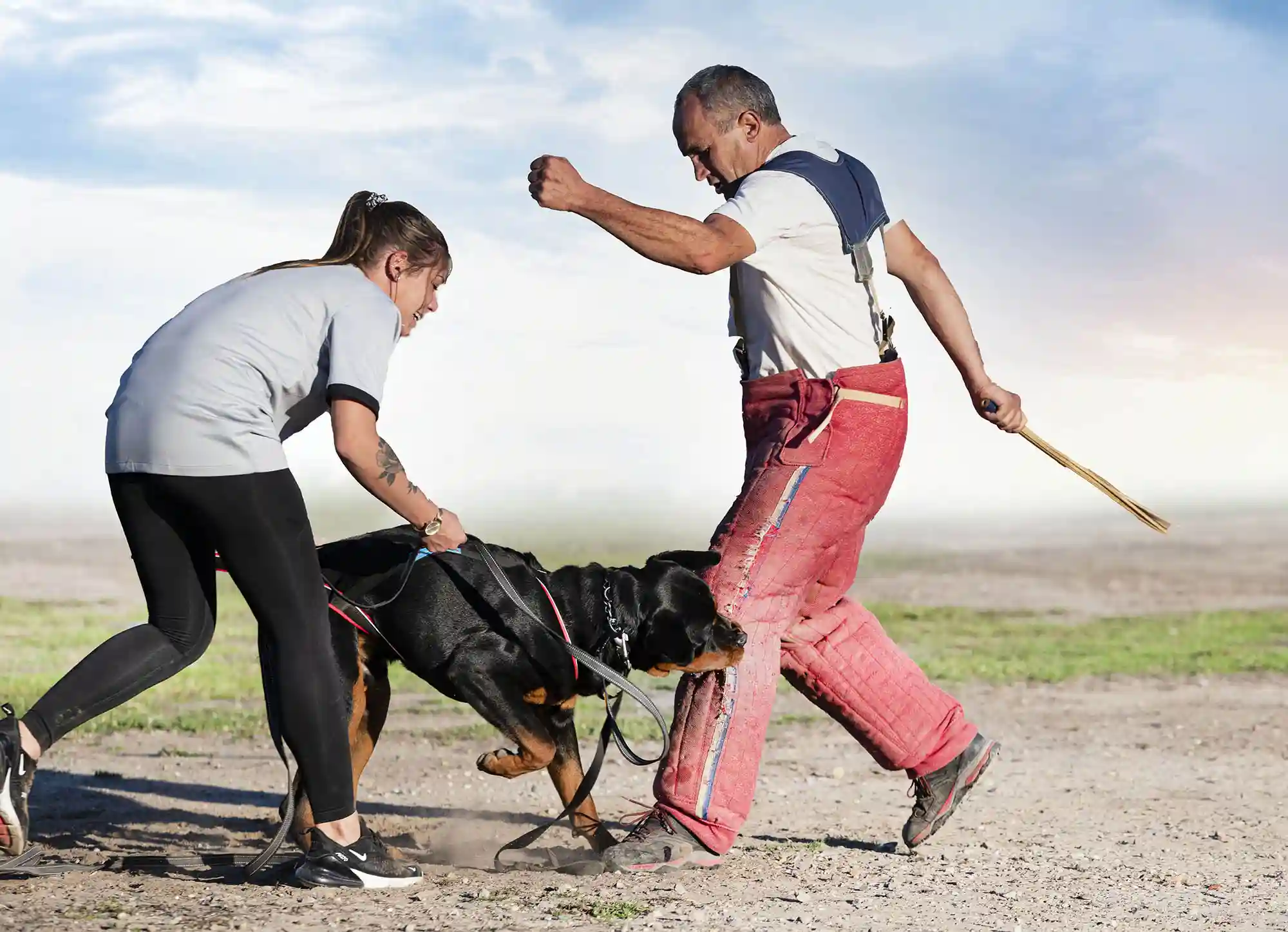 A trainer in padded gear holds a stick while a dog on a leash demonstrates its Dog Bites skills by biting his leg, supervised by a woman, during a protection training exercise outdoors. - Ghassemi Law Group - Ghassemi Law Group A trainer in padded gear holds a stick while a dog on a leash demonstrates its Dog Bites skills by biting his leg, supervised by a woman, during a protection training exercise outdoors